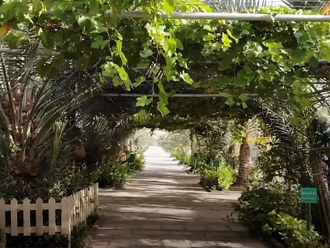 Abu Dhabi recently certified a total of 1,536 farms in the emirate.