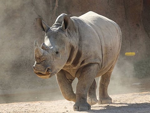 In May 2023, the zoo welcomed a white baby rhinoceros, classified as nearly threatened on the International Union for Conservation of Nature (IUCN) Red List.