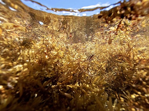 Live Sargassum as it is intercepted by a protection net before washing ashore, off the coast of Le Francois on France's Caribbean island of Martinique..