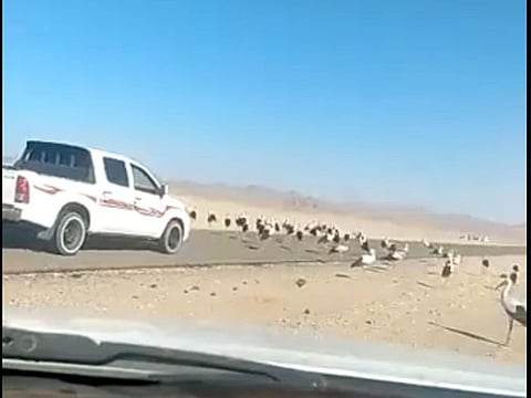 The video also features several birds wandering in a sandy area beside the road before taking to the sky.