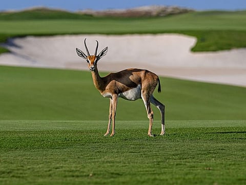Saadiyat Beach Golf Club provide a sanctuary for over 100 gazelles