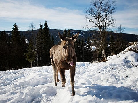 A moose calf runs through the snow at a moose farm in Duved, Sweden.