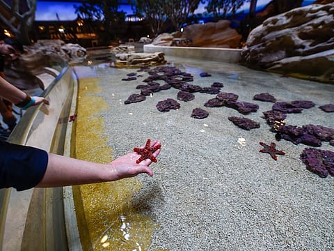 Get close with Sea Stars and others in the touch pools at Sea World at Yas Island in Abu Dhabi which  is set to open for public on 23rd May 2023.  Photo: Virendra Saklani/Gulf News