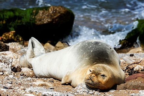 An endangered and rare female Mediterranean monk seal visits the shore of Jaffa, Israel, May 15, 2023.