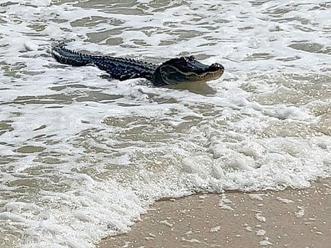 An alligator swims up to the beach on Dauphin Island, near Mobile, Alabama.