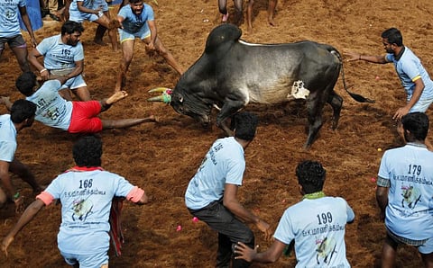 A bull charges towards tamers during a traditional bull-taming festival called Jallikattu, in the village of Allanganallur, near Madurai, Tamil Nadu on January 17, 2019. India’s top court on Thursday ruled to allow the continuation of the bull-taming sport of jallikattu, which is criticized by animals rights groups but celebrated as cultural heritage in the southern state of Tamil Nadu. (AP Photo/Aijaz Rahi, File)