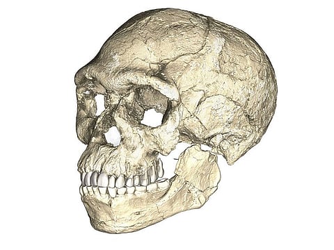 A composite reconstruction of the earliest known Homo sapiens fossils from Jebel Irhoud in Morocco, based on micro computed tomographic scans of multiple original fossils, is shown in this undated handout photo obtained by Reuters June 7, 2017.
