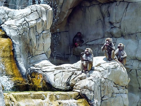 Dubai Safari Park is home to over 3,000 animals.