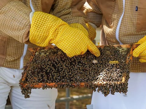 ADAFSA has successfully developed an Emirati bee breed that exhibits distinctive traits, including smaller-sized female worker bees that display exceptional diligence in nectar collection.