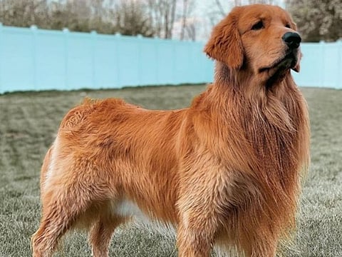 Millionaire canine earns $1m as social media influencer