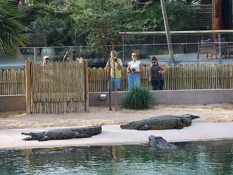 Visitors watch crocodiles as they gather close to the edge of water during feeding time at the Dubai Crocodile Park in Dubai, United Arab Emirates, May 25, 2023. Dubai Crocodile park, a 20,000 sq meters indoor and outdoor facility, home to 250 Nile crocodiles from South Africa and Tunisia, introducing visitors to the world of crocs.