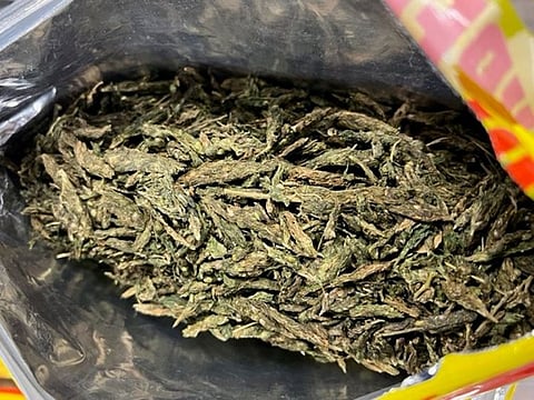 Seized marijuana in the cereal bag