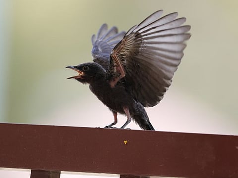 Watch: Rare Asian migrant bird makes family in Dubai