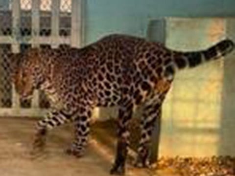 The individual was taken into custody for acquiring these animals without the necessary permit that constitutes a violation of the country’s Environment Law