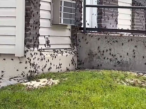 Residents say they are fed up with the ground-dwelling creepy-crawlies.