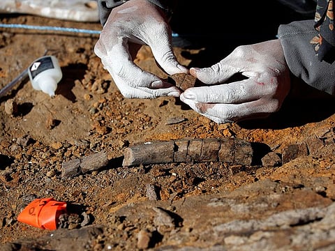A paleontologist checks fossilized bones of the 'Gonkoken nanoi', a newly identified duck-billed dinosaur, that inhabited the Chilean Patagonian area, at El valle del rio de las Chinas, near Torres del Paine, Magallanes and Antarctic region.