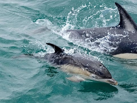 In 2016, Russia’s defence ministry sought to buy five dolphins as part of attempts to revive its Soviet-era use of the highly intelligent cetaceans for military tasks.