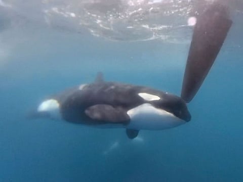 In a image from video provided by The Ocean Race, an orca moves along a rudder of the Team JAJO entry in The Ocean Race on Thursday, June 22, 2023