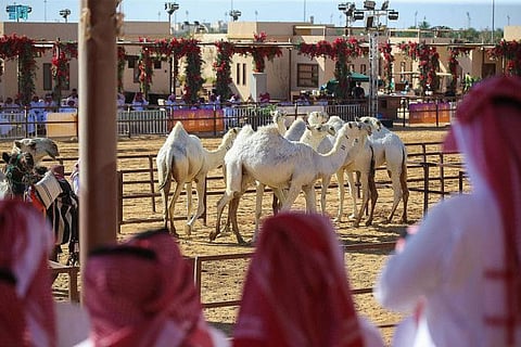 More than 360 camel owners took part in the pageant with nearly 3,000 animals with the event stimulating the regional economy in terms of high hotel occupancy rates and brisk business at the Tabuk restaurants, cafes and car rentals, the Saudi news agency SPA reported.