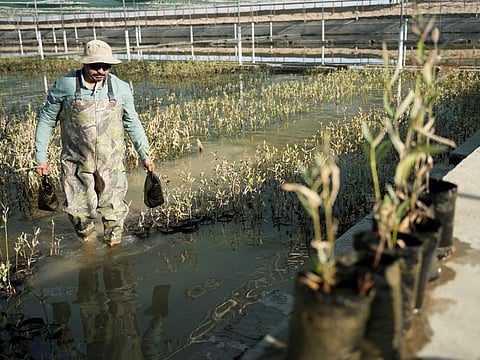 Engineer Ayman Al-Rubaie, 47, carries mangrove tree seedlings in the mangrove tree nursery project, in the branching area of the Shatt Al-Arab River in Basra, Iraq, June 21, 2023. REUTERS/Essam Al-Sudani