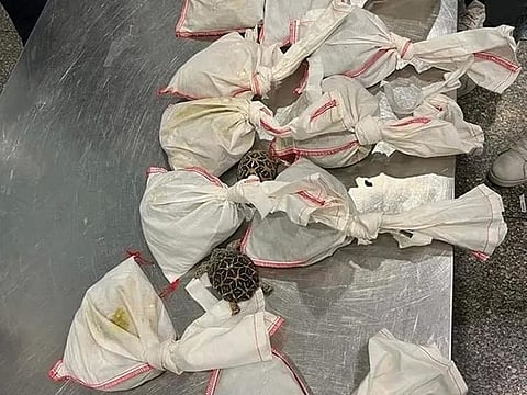 The bags with reptiles seized at Cairo airport.