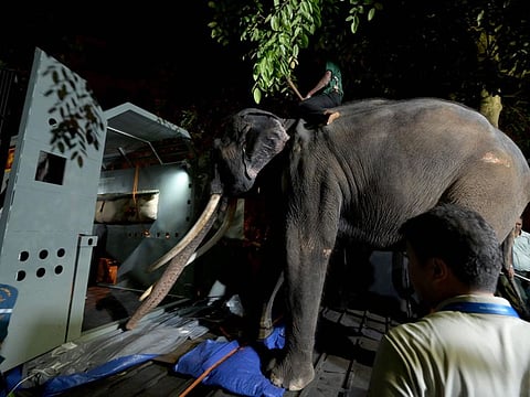 Sri Lankan keepers lead elephant Muthu Raja inside a cage before departure from the Dehiwala Zoo in Colombo on July 1, 2023.