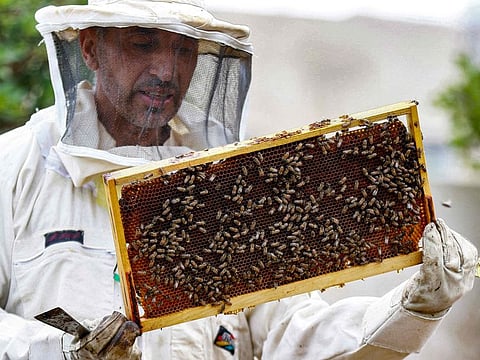 Mohammad Khatib, a 49-year-old bee enthusiast and French-language university professor, checks on a bee frame at an apiary in Irbid in northern Jordan on June 20, 2023.