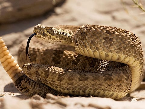 The research showed that the snakes seem to gain a sense of well-being when they wriggle into sort of a group hug with other rattlers, according to the study.