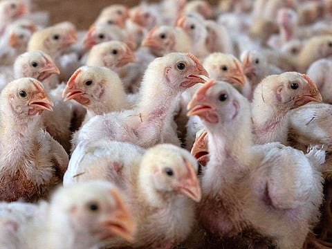 Chickens at a poultry farm in Kachhawa village, near Karnal, Haryana, India.
