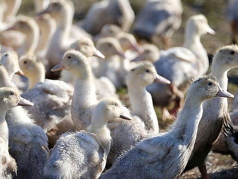 The current bird flu outbreaks have caused "devastation" in animals, the UN health agency said, including poultry and wild birds, along with some mammals, and had harmed farmers' livelihoods and the food trade.