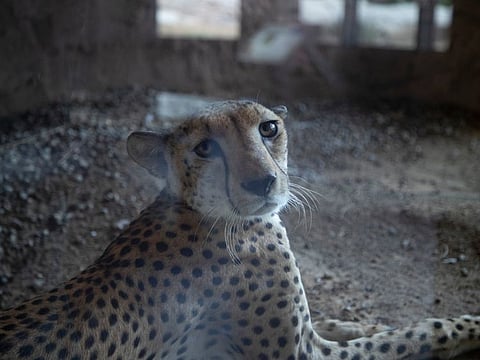 An Arabian Leopard spotted at Arabia's Wildlife Centre in Sharjah Desert Park