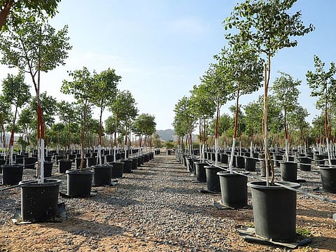 Al Ain Zoo commits to preserve a diverse range of wild plants, including a remarkable collection of perennial trees