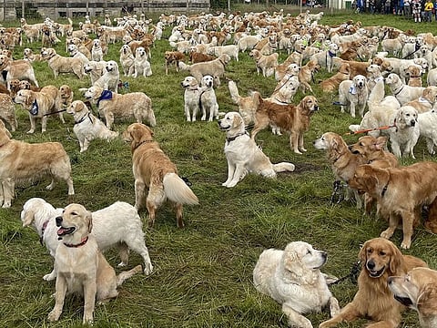A sea of golden retrievers congregated at the birthplace of the breed's first litter in the Scottish Highlands. The first golden retrievers were born in 1868.