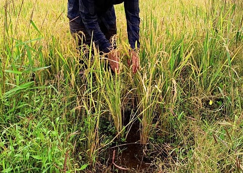 A farmer shows rice plants that he says were damaged by excessive rains in his field at Kadadhe village in the western state of Maharashtra.