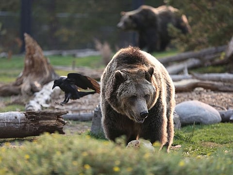 A grizzly bear at the Grizzly & Wolf Discovery Center just outside Yellowstone National Park in West Yellowstone, Mont. (File photo)