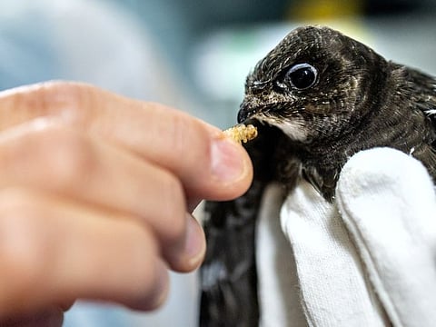 A volunteer feeds a swift chick after it was found on the ground during a heatwave and given to the Centre Ornithologique de Readaptation in Genthod near Geneva, Switzerland, July 25, 2023.