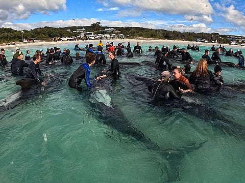 Volunteers working to keep a pod of long-finned pilot whales alive near Cheynes Beach east of Albany, Australia.