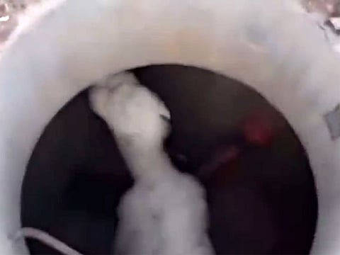 The baby camel in the pit.