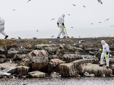 People wearing protective suits collect dead birds, as there is a major outbreak of bird flu, in Vadso municipality in Finnmark in Norway, July 20,2023.