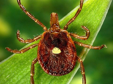 A female Lone Star tick, which despite its Texas-sounding name, is found mainly in the Southeast.