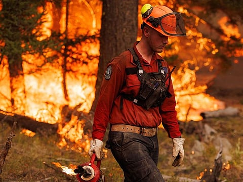 A member of the BC Wildfire Service Fraser Unit Crew uses a drip torch to set a planned ignition on the Ross Moore Lake wildfire in Kamloops, British Columbia, Canada.