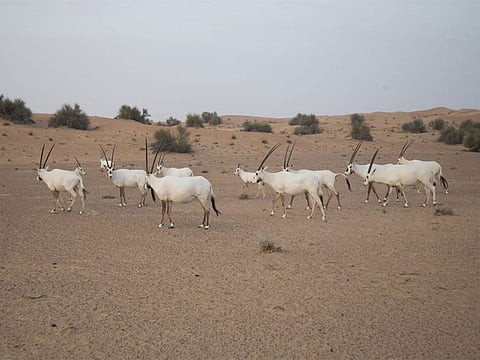 The protected area helped bring the Arabian Oryx back from the brink of extinction.