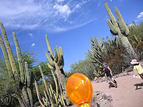 Extreme heat hitting the Phoenix area has been damaging, cactuses, and other desert plants.