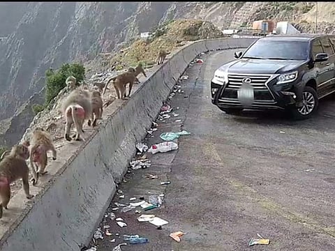 The Saudi National Centre for Wildlife (NCW) has said its surveillance cameras had exposed the citizen’s behaviour that infringed the country’s environment law and regulations.