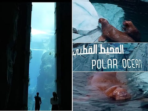 At Sea World Abu Dhabi, walruses enjoy the benefits of the Animal Life Support System (ALSS), an advanced technology that meticulously replicates the Arctic’s atmosphere.