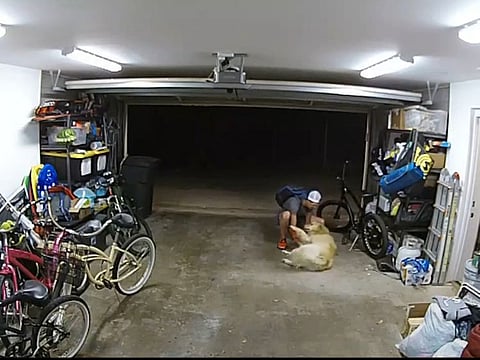 The thief cuddles the fluffy watchdog.