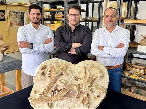 At an approximate length of 2.5 metres (eight feet) and weighing around 187 kilograms (410 pounds), this whale species is notably the smallest of the basilosaurids, ancient whales known to have resided exclusively in water.