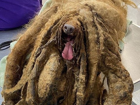 It took three veterinarians about two hours to remove 3.62 kilos of matted fur from Pierre, a 9-year-old miniature poodle.