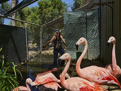Kelly Capponcelli cares for flamingos at the Phil’s Animal Rentals ranch.