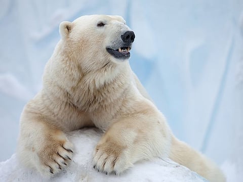 The white bear problem or 'ironic process' thinking is when you try hard to suppress a thought. However, instead of vanishing, the frequency of the thought just increases.